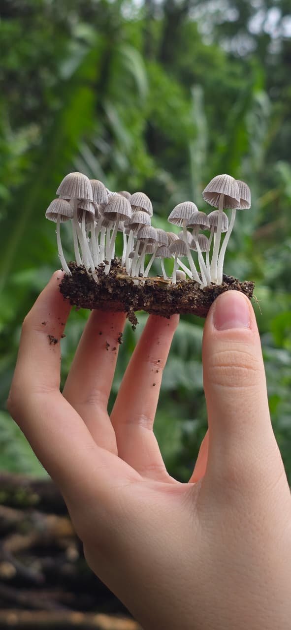 Identificação prática de PANCs em seu habitat natural.