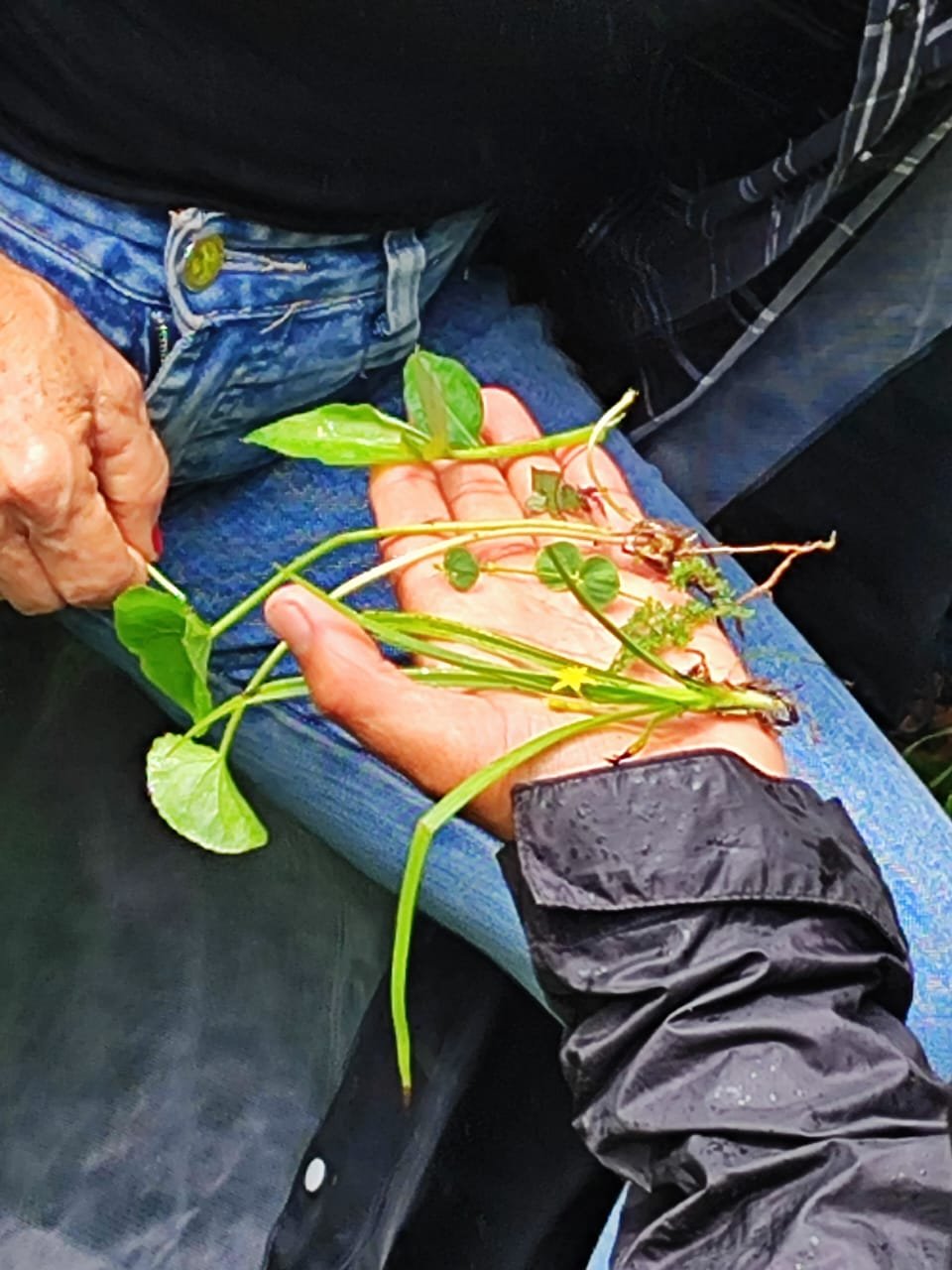 Observação atenta das espécies nativas da Mata Atlântica.