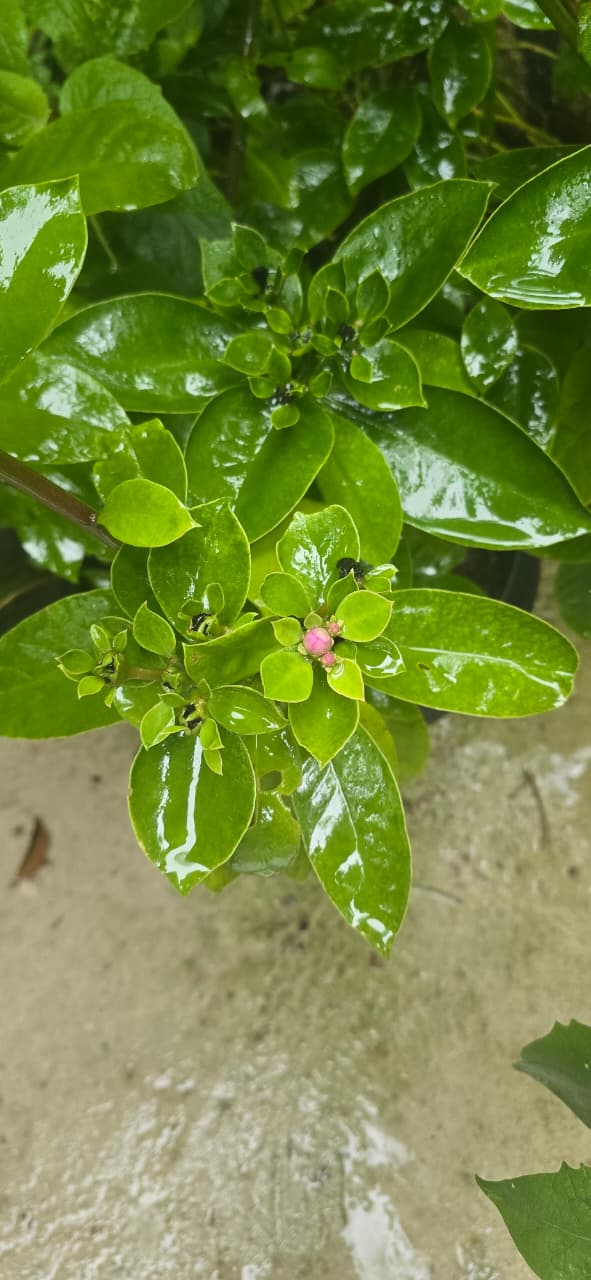 Ora-pro-nóbis, ingrediente versátil da nossa biodiversidade.
