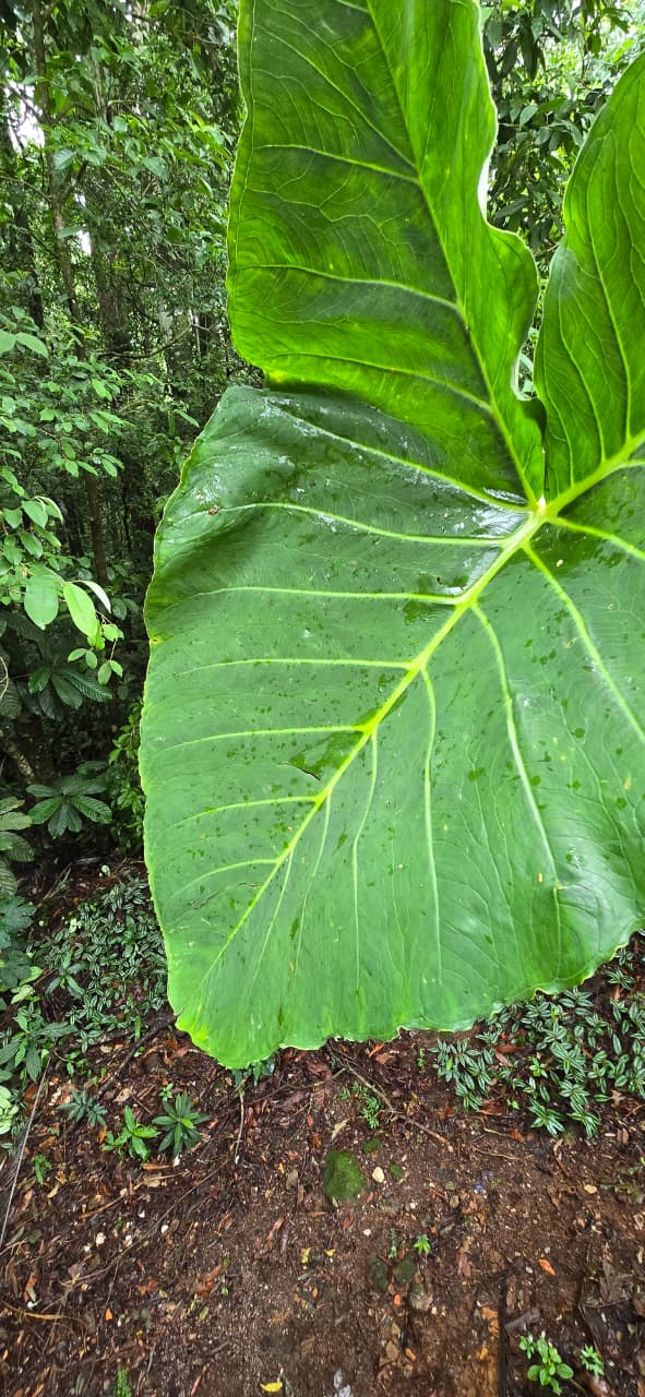 Taioba, folha nutritiva e saborosa.